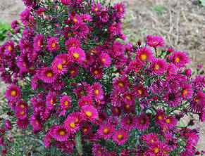 Айстра багаторічна новобельгийская Royal Ruby (Роял Рубі), фото 4