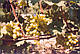 Саджанці винограду середньо-раннього терміну дозрівання сорту Новий Подарунок (ПЗВ 4-7), фото 2