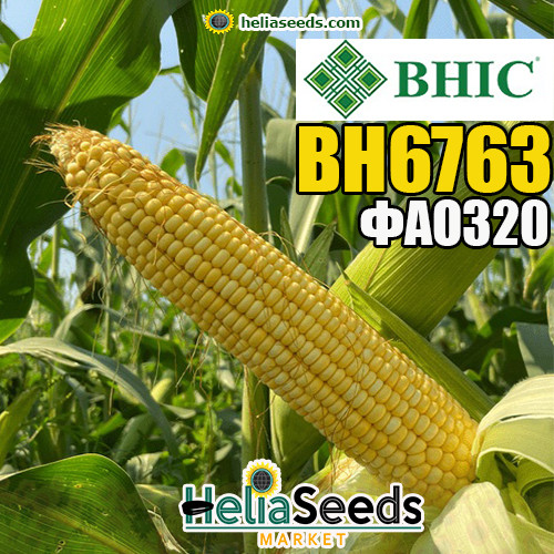 Насіння кукурузди ВН 6763 (ВНІС) насіння кукурудзи, фото 1