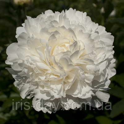 Півонія A. E. Kundred (Kundred 1961), фото 1