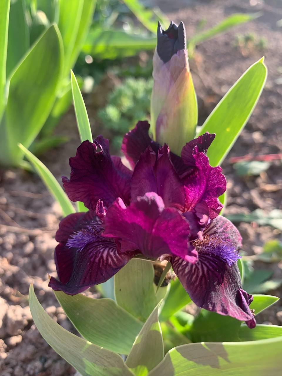 Ірис карликовий  “Bad Intentions" 1 шт., фото 1