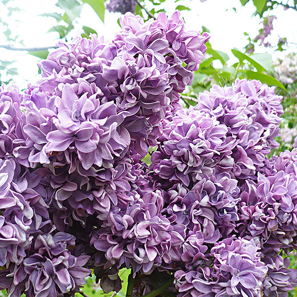 Саджанці бузку махрового "Салават Юлаєв" (щеплений)