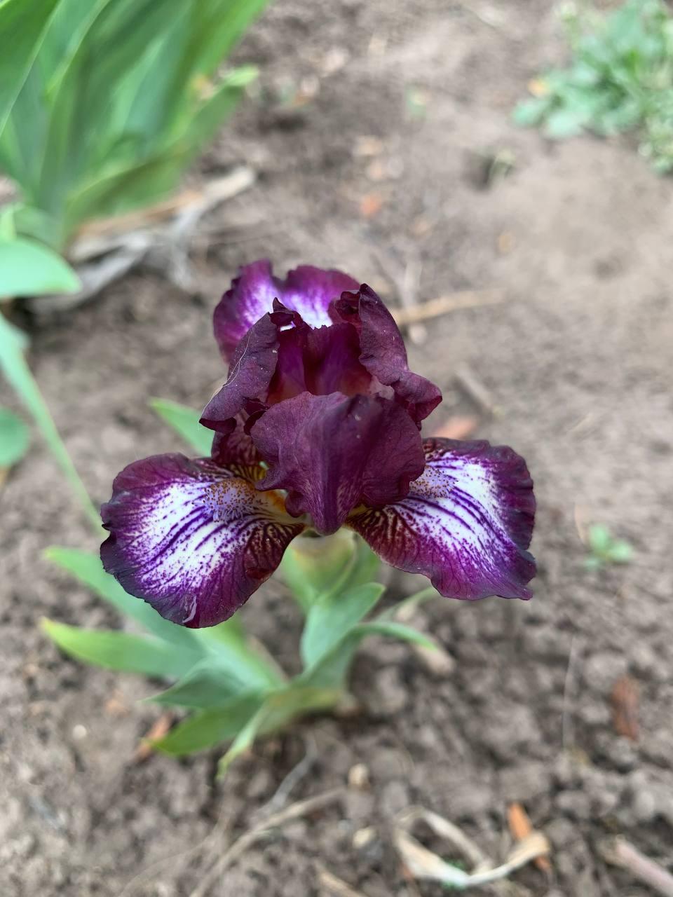 Ірис карликовий  “Hustle" 1 шт., фото 1