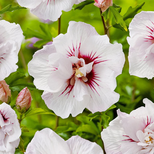 Саджанці гібіскусу "China Chiffon" (Чіна Шифон)