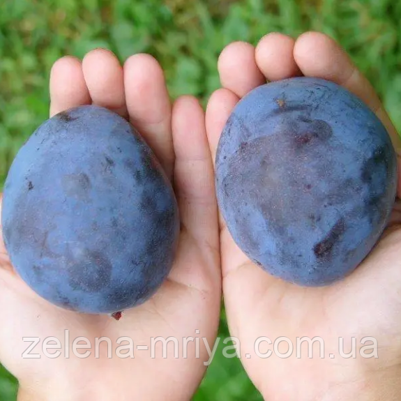 Слива Топ Гігант (пізній сорт), фото 1