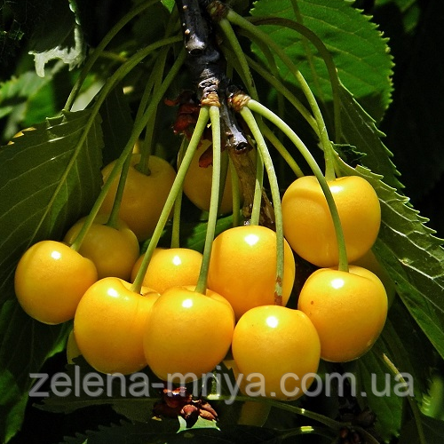 Черешня «Дрогана Жовта» (середній термін дозрівання), фото 1