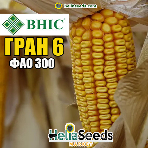 Кукурудза ГРАН 6 (ВНІС) кукурудза посівна, фото 1