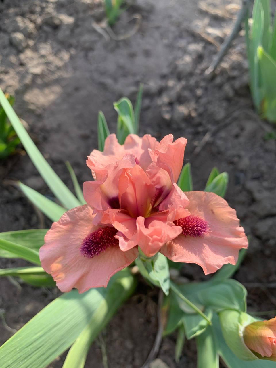 Ірис карликовий  “Girl Power" 1 шт., фото 1