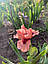Ірис карликовий “Girl Power" 1 шт., фото 2