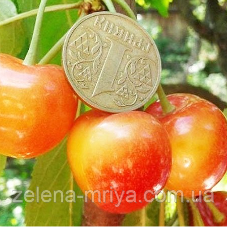 Черешня «Присадибна» (раннього терміну дозрівання), фото 1