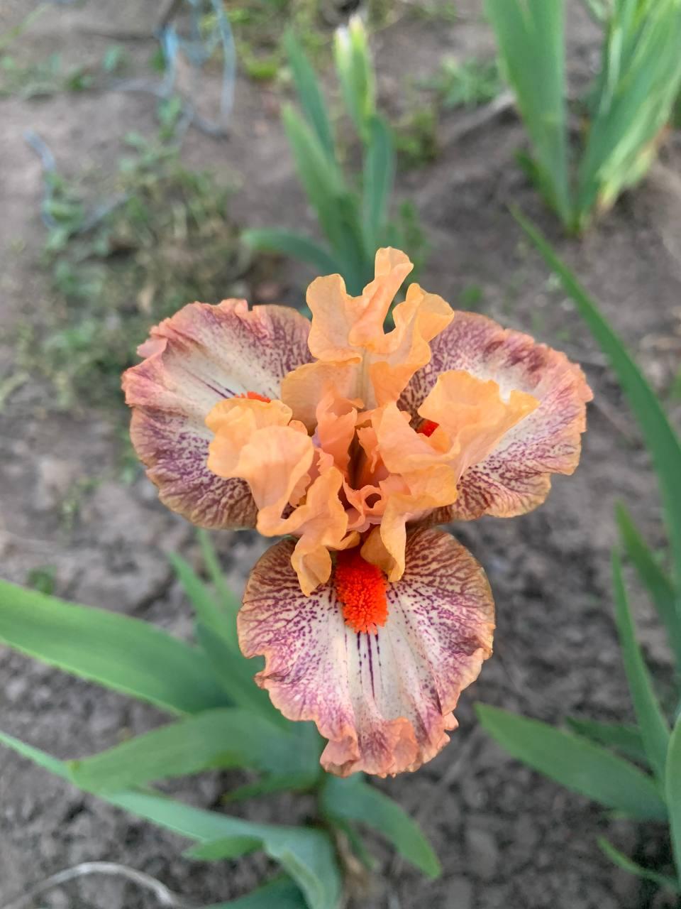 Ірис карликовий “Zig Zag" 1 шт., фото 1