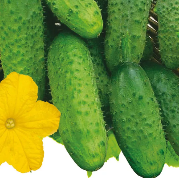 Насіння огірка Астерікс Bejo 250