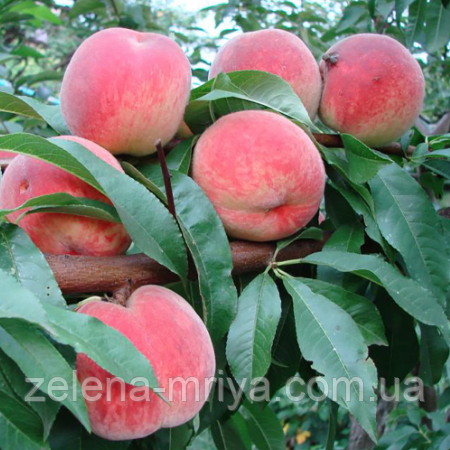 Персик Великоплідний Київський Ранній (ранній термін дозрівання), фото 1