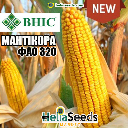 Кукурудза МАНТІКОРА (ВНІС) кукурудза посівна, фото 1