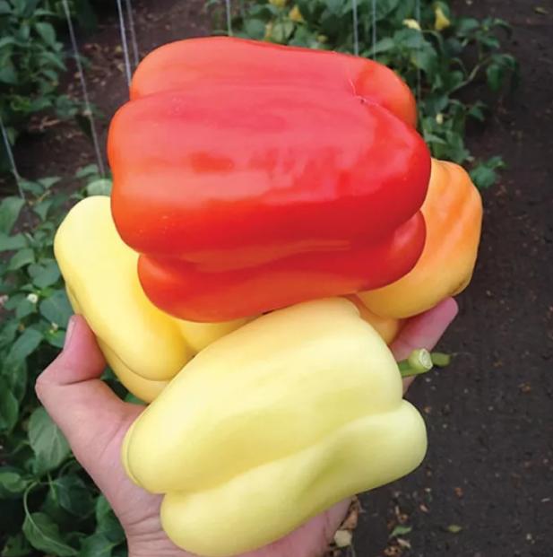 Насіння солодкого перцю Оіда F1 Clause 250