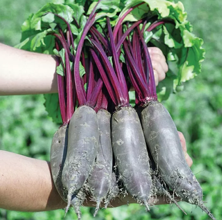 Насіння буряків Таунус F1 Bejo 10000, фото 1