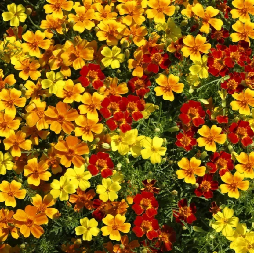 Чорнобривці дрібноквіткові Палаюча зірка суміш 0,2 г Професійне насіння, фото 1