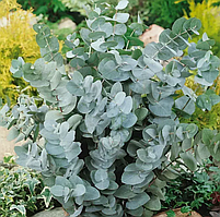 Евкаліпт гунні Сільвер долар 10 шт Професійне насіння