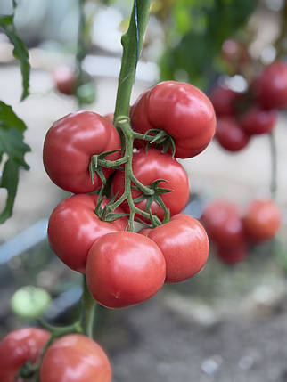 Насіння томата Монсеррат F1 (Monserrat F1) Manier Seeds 100 (розфасовка!), фото 1