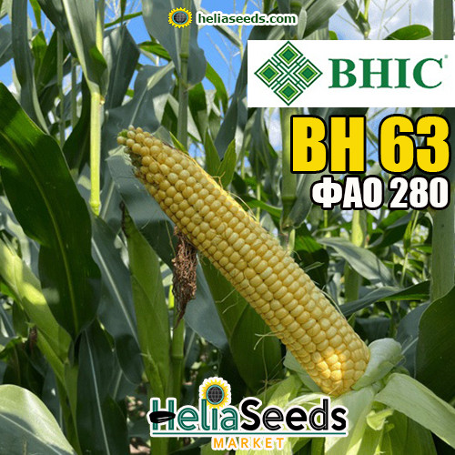 Насіння кукурудза гібрид ВН 63 (ФАО 280) насіння кукурудзи, фото 1