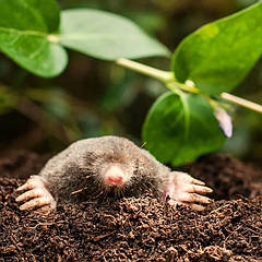 Засоби від мишей, кротів і землероїк