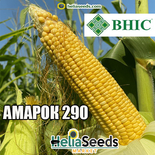 Насіння кукурудзи гібрид АМАРОК 290 (ВНІС) насіння кукурудзи, фото 1