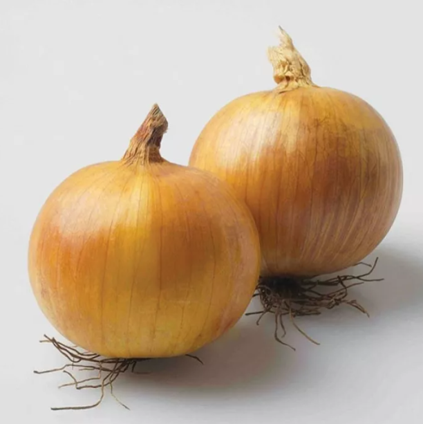 Насіння ріпчастої цибулі Ібіс F1 Hazera 25000