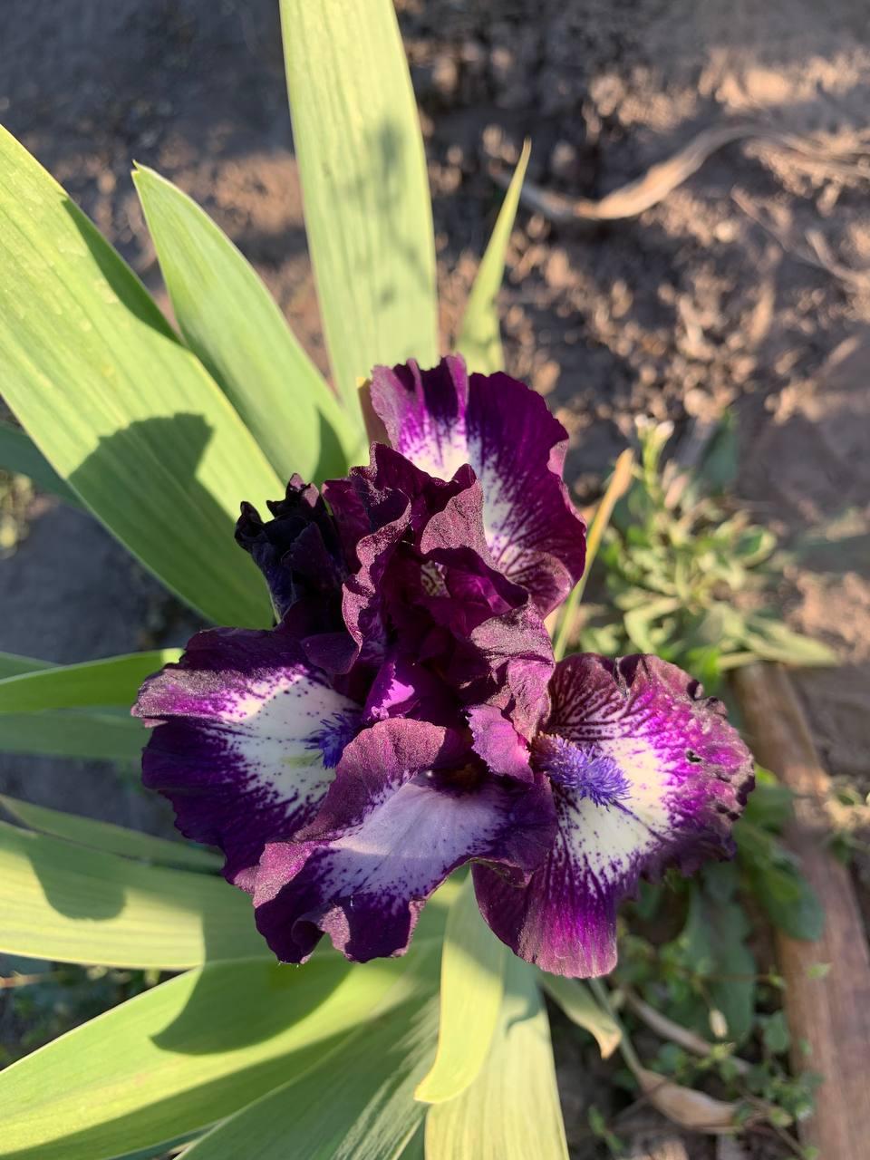 Ірис карликовий  “Looking So Fine" 1 шт., фото 1