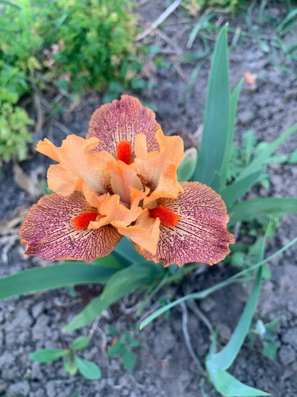 Ірис карликовий  “Lost My Mind" 1 шт., фото 1
