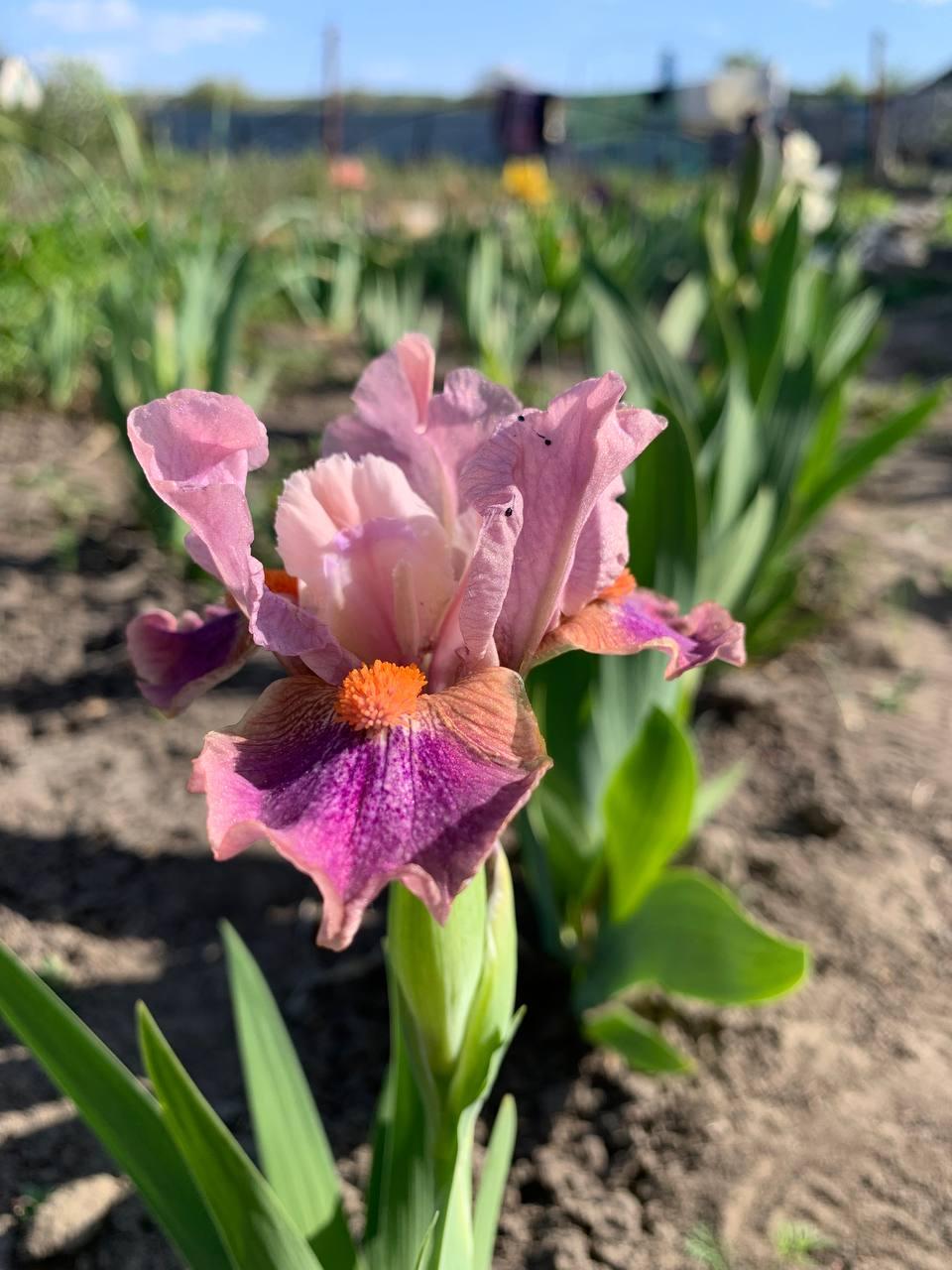 Ірис карликовий  “Nobilis" 1 шт., фото 1