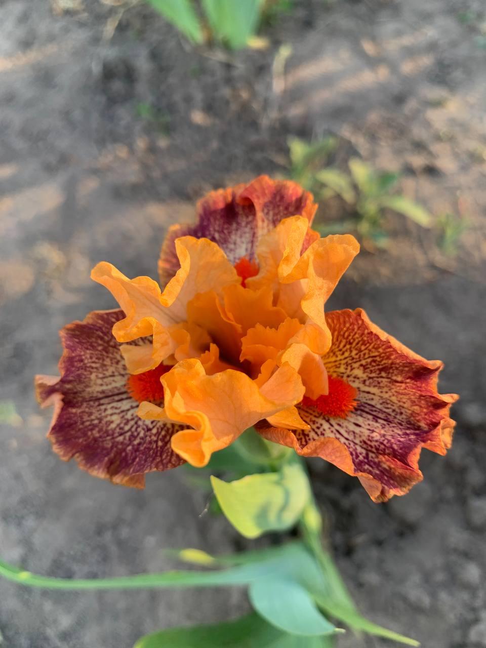 Ірис карликовий  “Alaia" 1 шт., фото 1