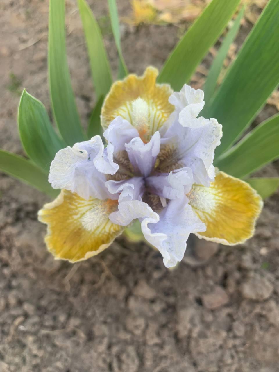 Ірис карликовий  “Varvara Krasa" 1 шт., фото 1