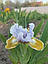 Ірис карликовий  “Varvara Krasa" 1 шт., фото 5
