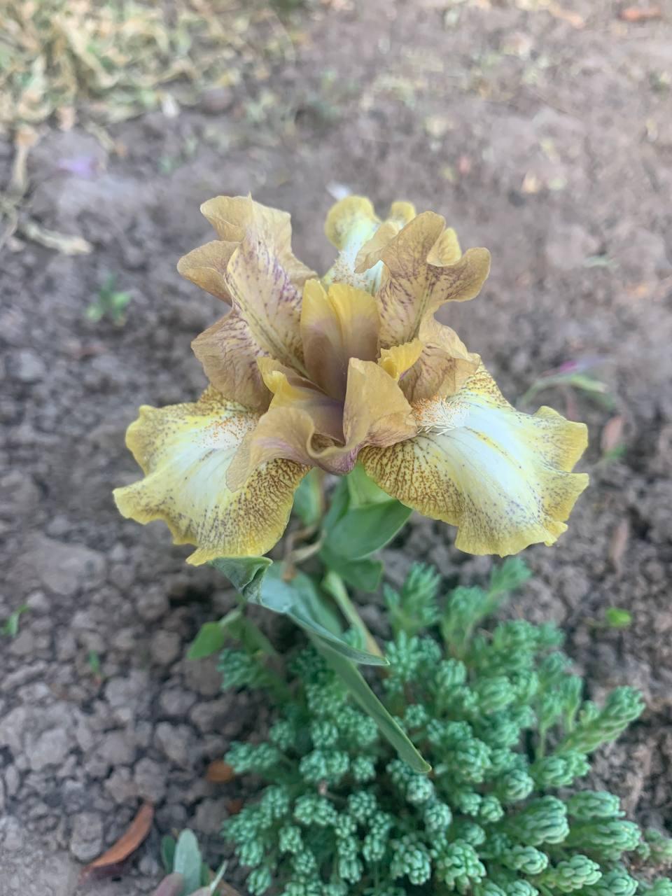 Ірис карликовий  “Arahis" 1 шт., фото 1