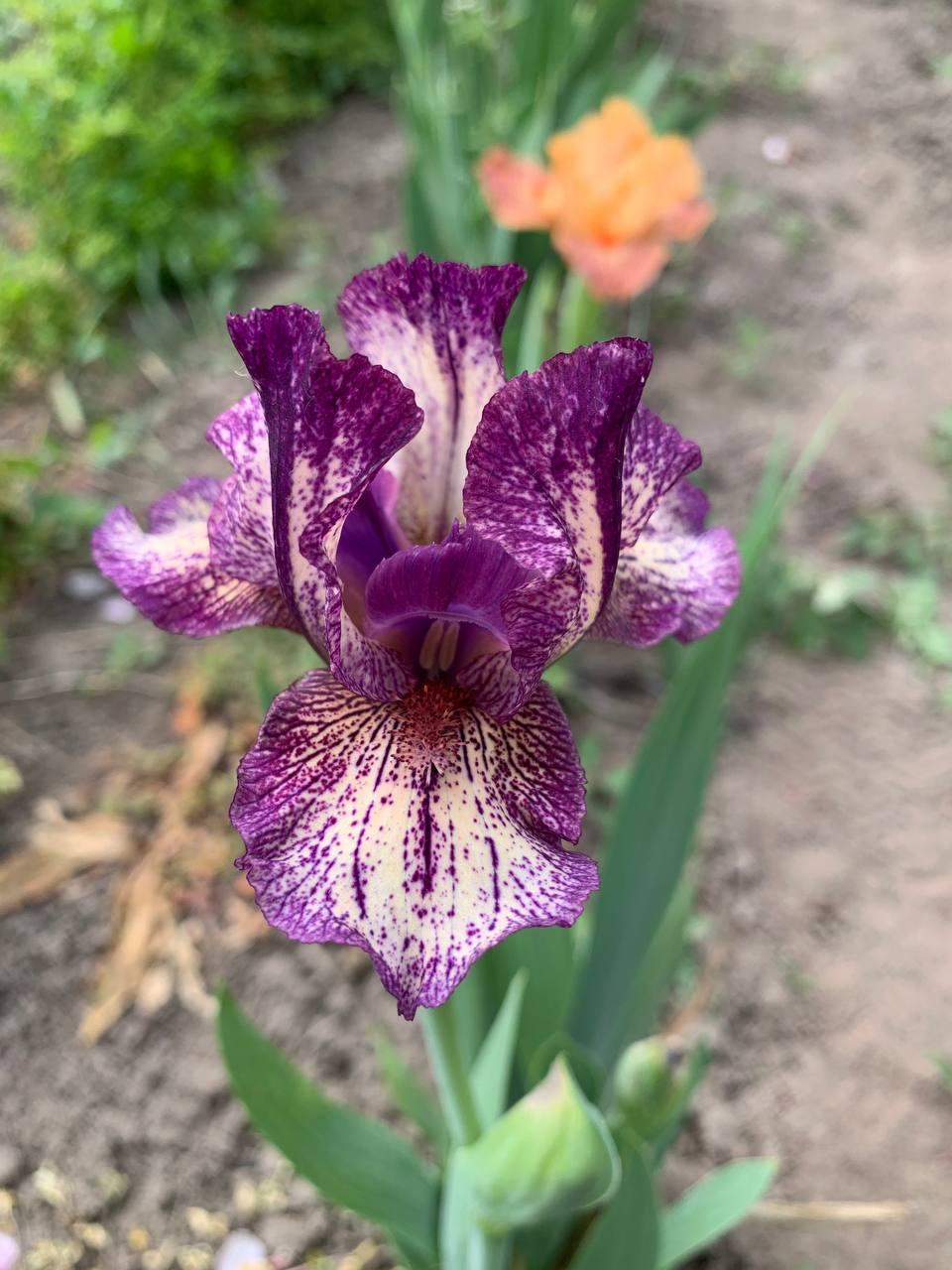 Ірис карликовий  “Ljutecija” 1 шт., фото 1