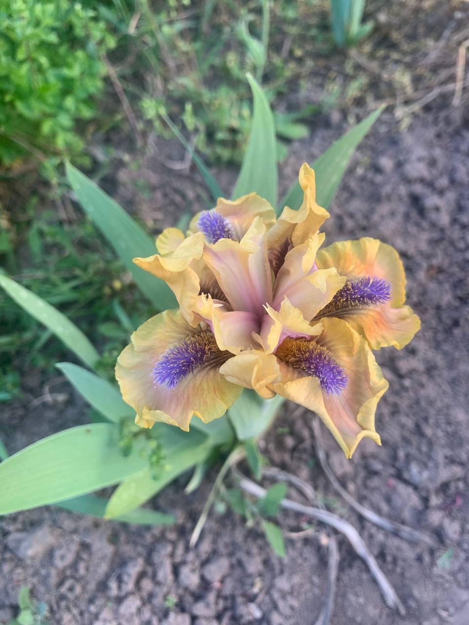 Ірис карликовий  “Riddler" 1 шт., фото 1