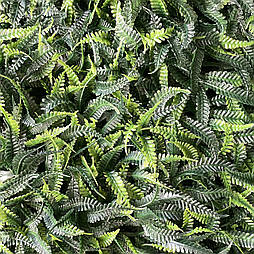 Газон-килимок із папороті для фітостен, 40 × 60 см.