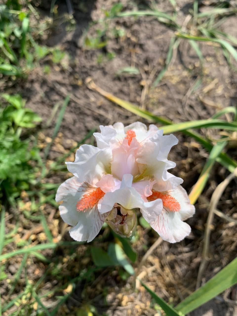 Ірис карликовий  “It’s Small World" 1 шт., фото 1