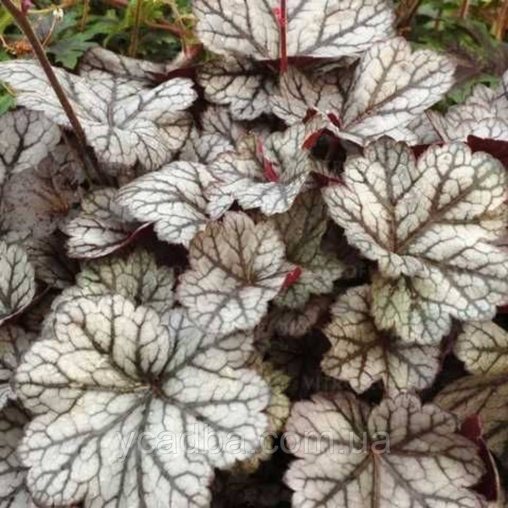 Гейхера гібридна Glitter (контейнер 0,5л), фото 1