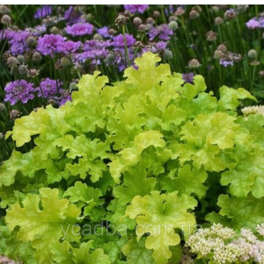 Гейхера гібридна Lime Ruffles (контейнер 0,5л), фото 1