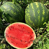 Насіння кавуна Талісман F1(Talisman F1) 1000 шт, фото 2