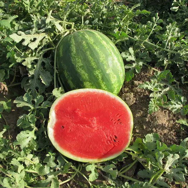 Насіння кавуна Талісман F1(Talisman F1) 1000 шт, фото 1