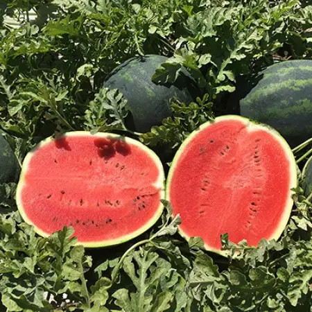 Насіння кавуна Лузітана F1 (Luzitana F1) Rijk Zwaan 100 шт, фото 1