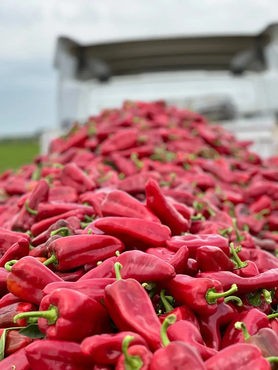 Насіння солодкого перцю Мілано F1 Manier Seeds 100 (розфасовка!)