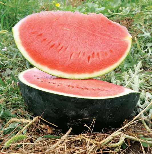 Насіння кавуна Баронесса F1 (Baronesa F1) 1000 шт, фото 1