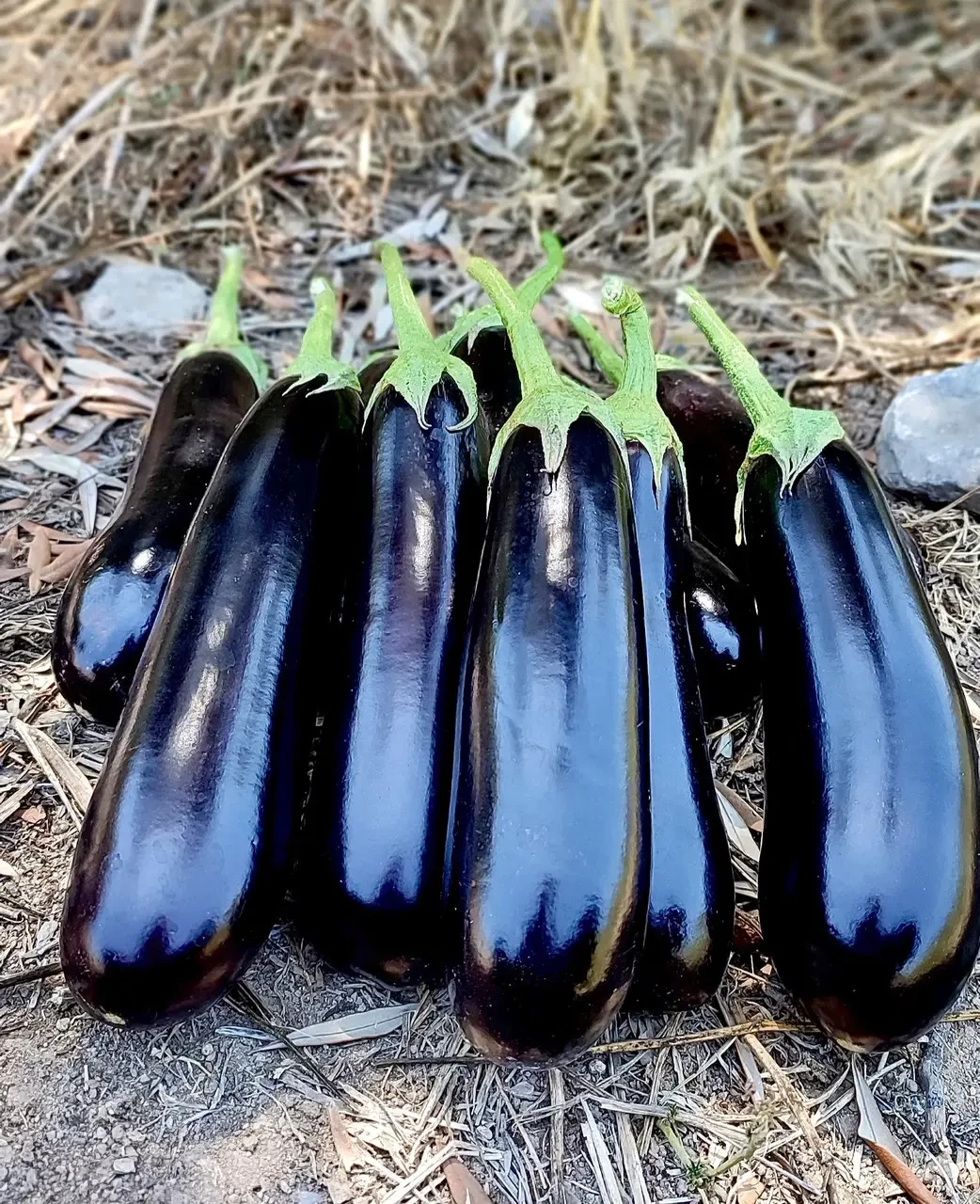 Насіння баклажану Кардінал F1 (Сardinal F1) Manier Seeds 100 (розфасовка!)