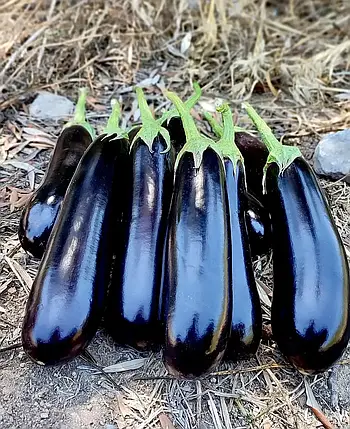 Насіння баклажану Кардінал F1 (Сardinal F1) Manier Seeds 100 (розфасовка!), фото 1