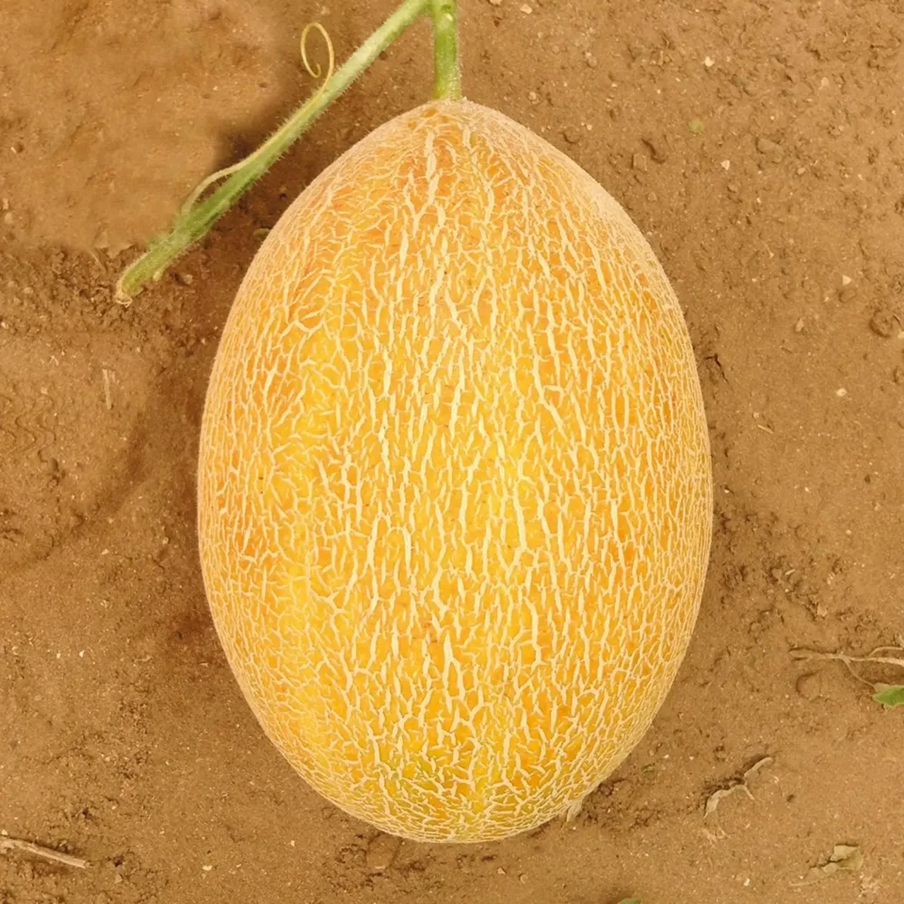 Насіння дині Сицилія F1 Manier Seeds 100 (розфасовка!)