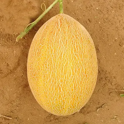 Насіння дині Сицилія F1 Manier Seeds 100 (розфасовка!), фото 1