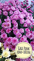 Хризантема низькоросла Gigi Pink рання